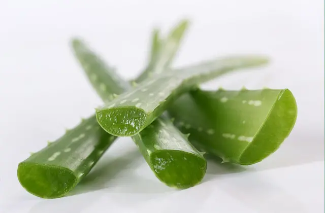 aloe vera